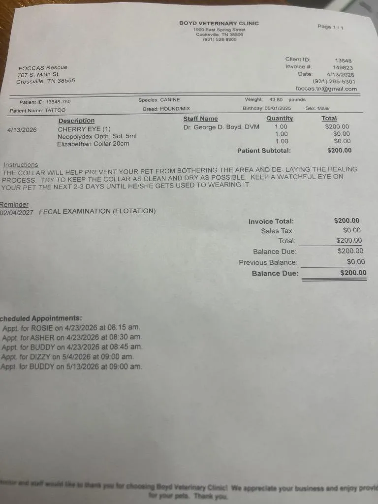 A baby medium-sized male Mixed Breed dog named Tattoo for adoption in Crossville, TN