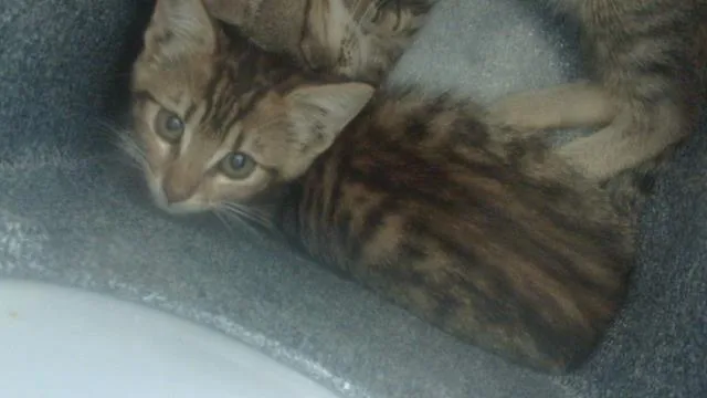 A baby medium-sized female Domestic Medium Hair cat named Remy for adoption in Dallas, TX