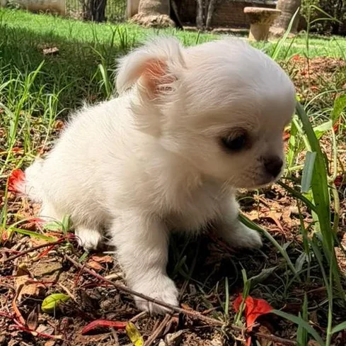 A baby small-sized male White / Cream Pekingese dog named Chencho for adoption in Manvel, TX