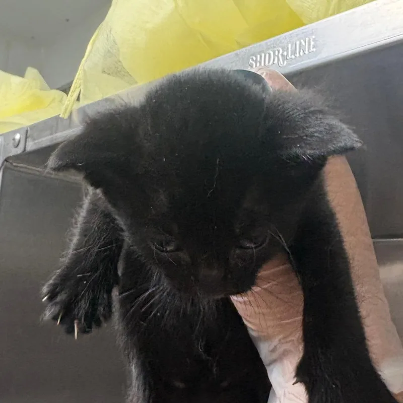 A baby small-sized male Black Domestic Short Hair cat named Benito for adoption in Taos, NM