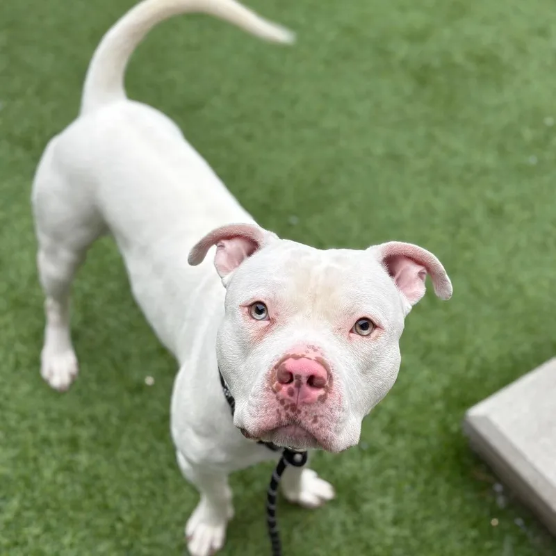 An adult large-sized male White / Cream Pit Bull Terrier dog named Beetho for adoption in Bedford, NH