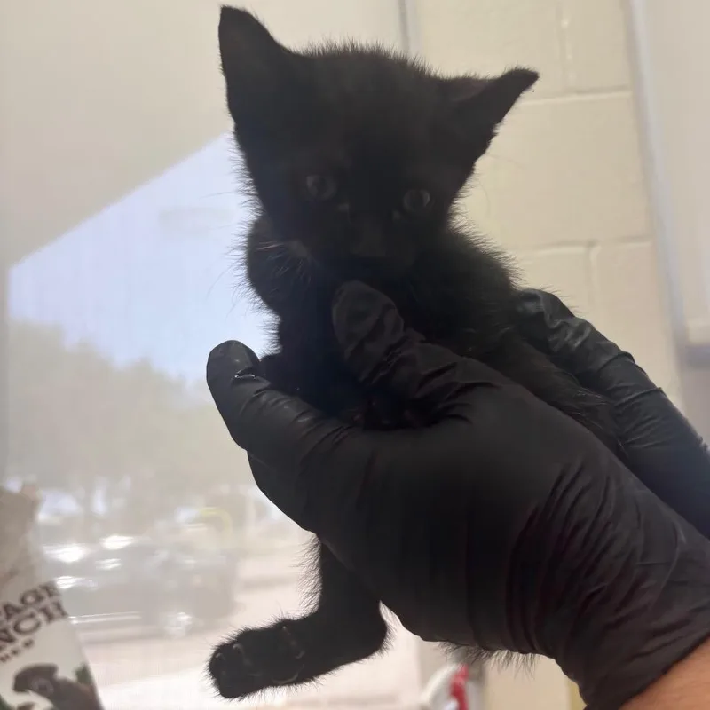 A baby small-sized female Domestic Short Hair cat named Sequoia for adoption in Corpus Christi, TX