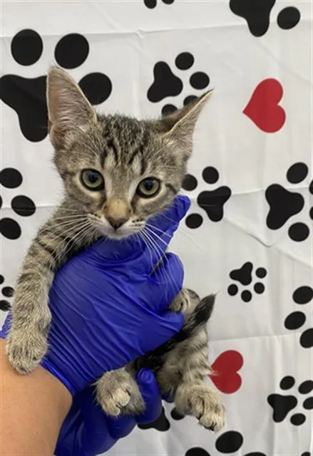 A baby small-sized female Domestic Short Hair cat named Starfire for adoption in Dallas, TX