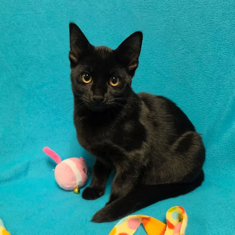 A baby medium-sized male Black Domestic Short Hair cat named Shortbread for adoption in Graham, WA