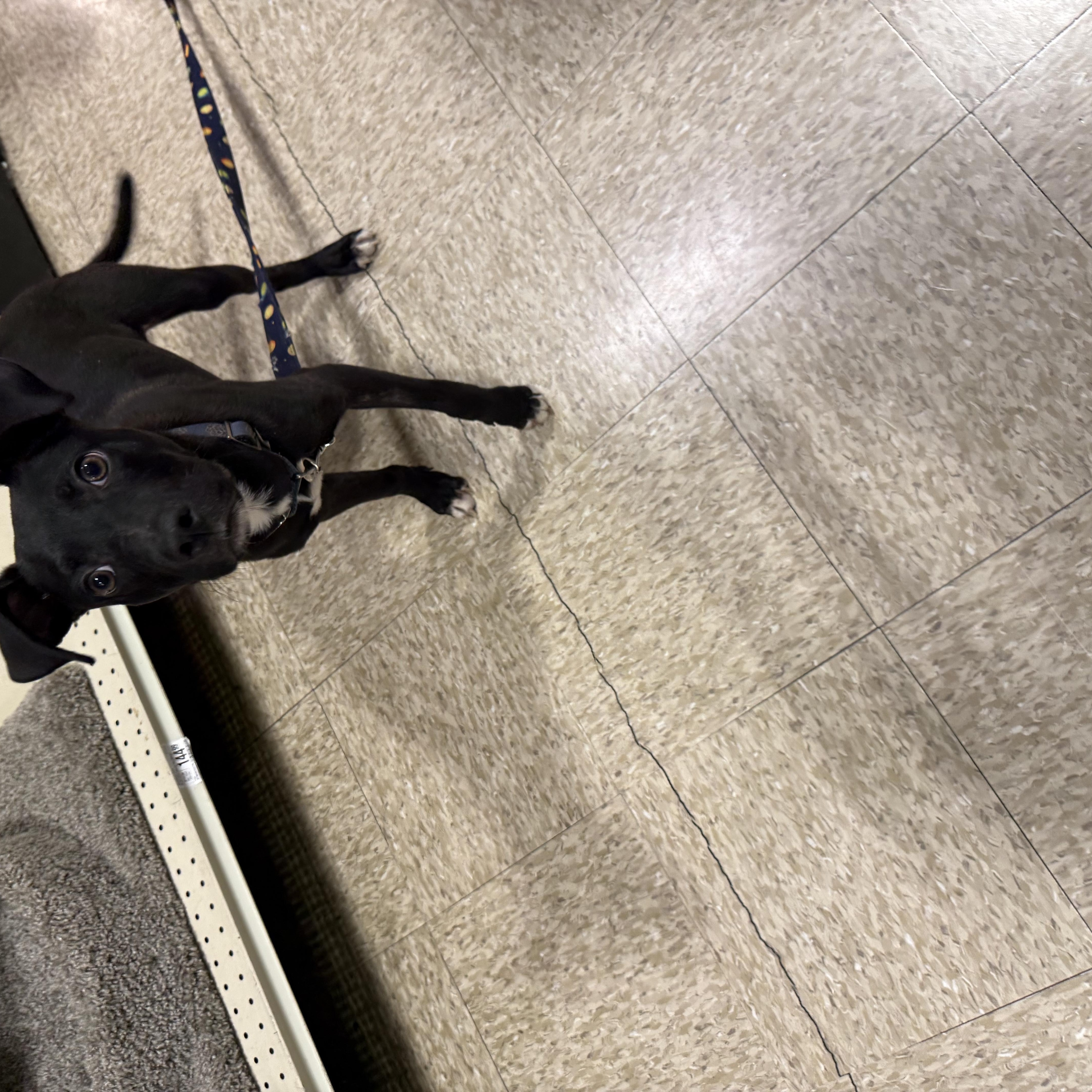 A young small-sized male Black Chihuahua dog named Lucky Pup for adoption in Fresno, CA