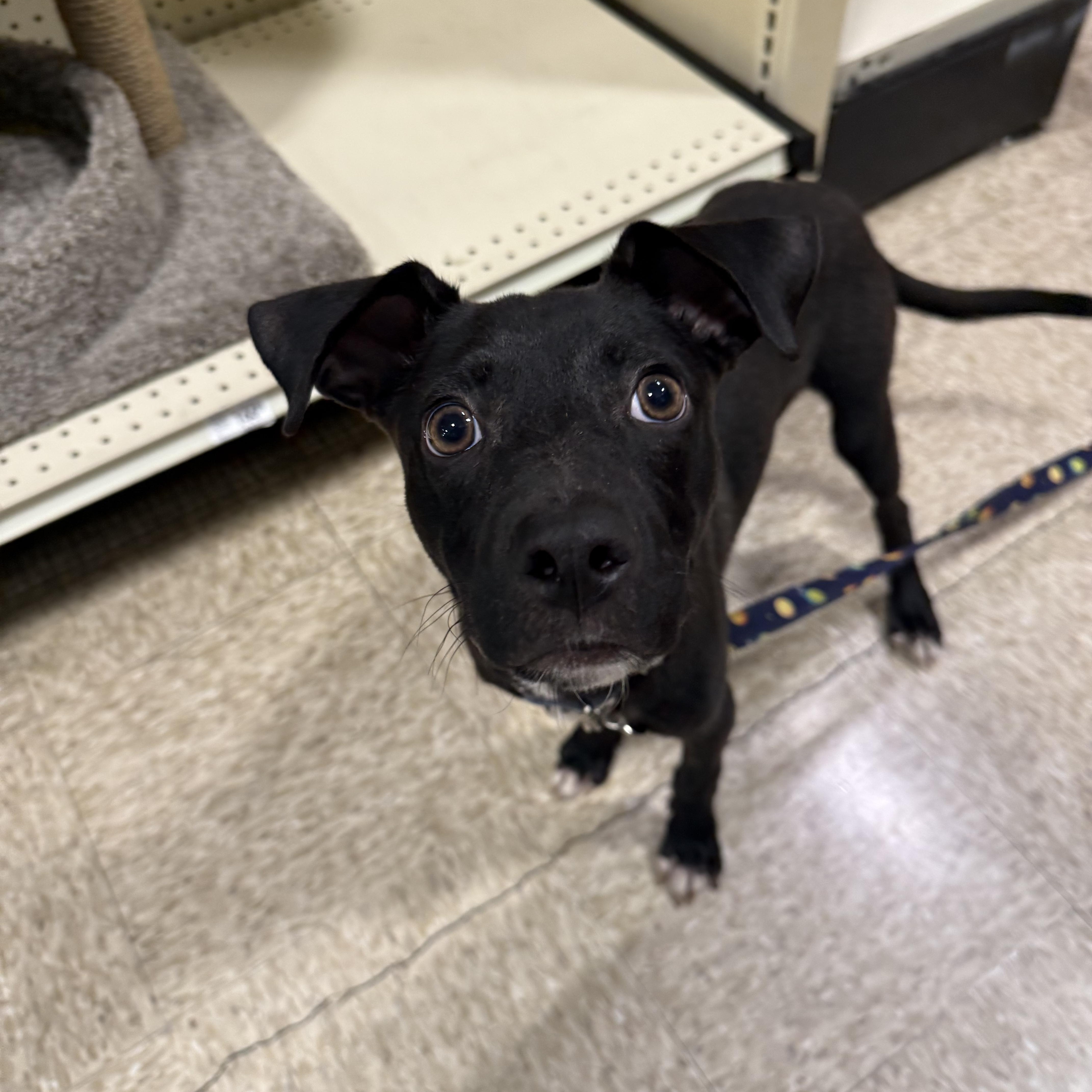Lucky Pup thumbnail 5
