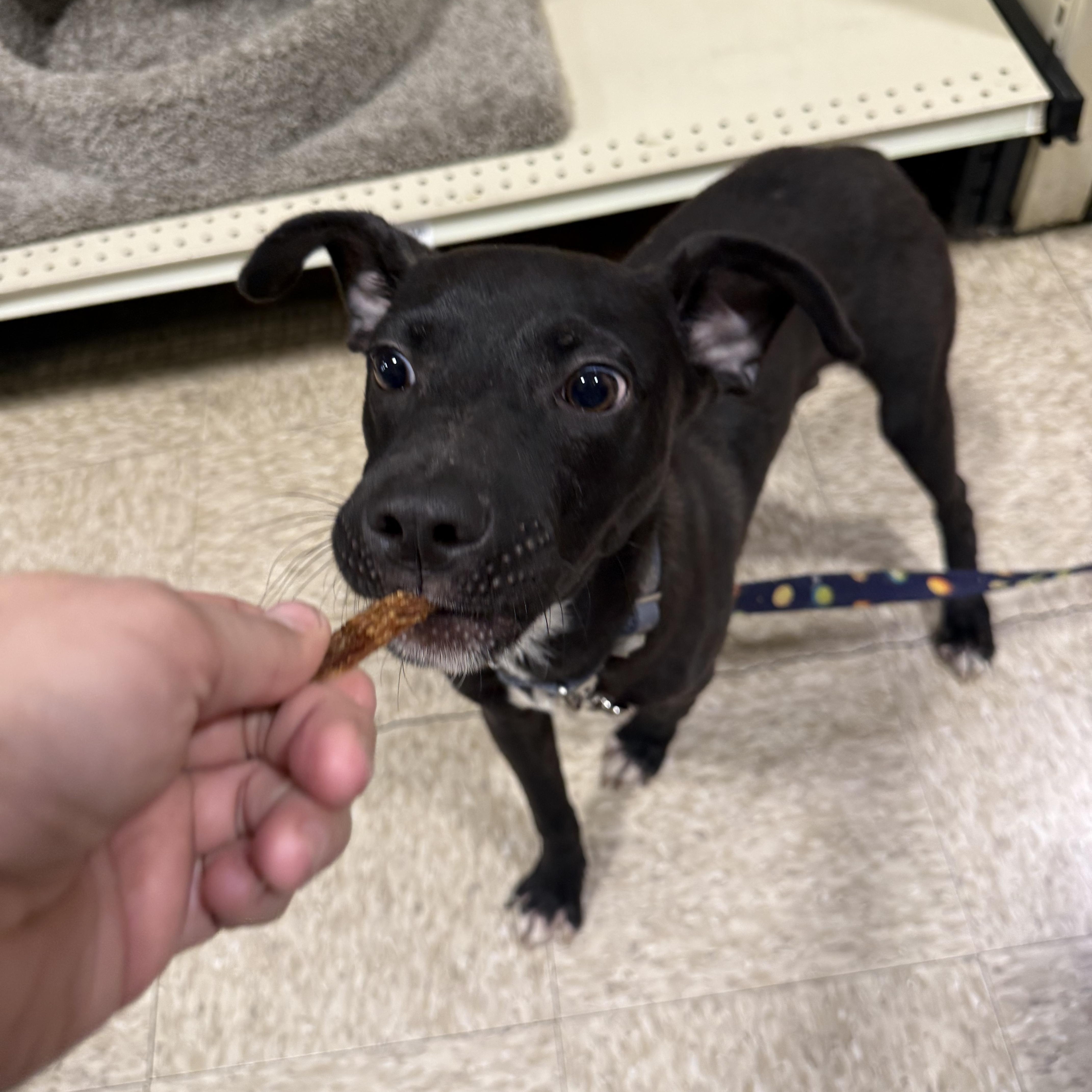 Lucky Pup thumbnail 6