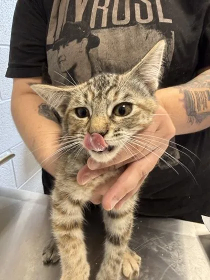 A baby small-sized female Domestic Short Hair cat named Boss Bailey for adoption in Sevierville, TN