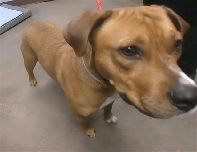 A young large-sized female Labrador Retriever dog named Ruby for adoption in Phoenix, AZ
