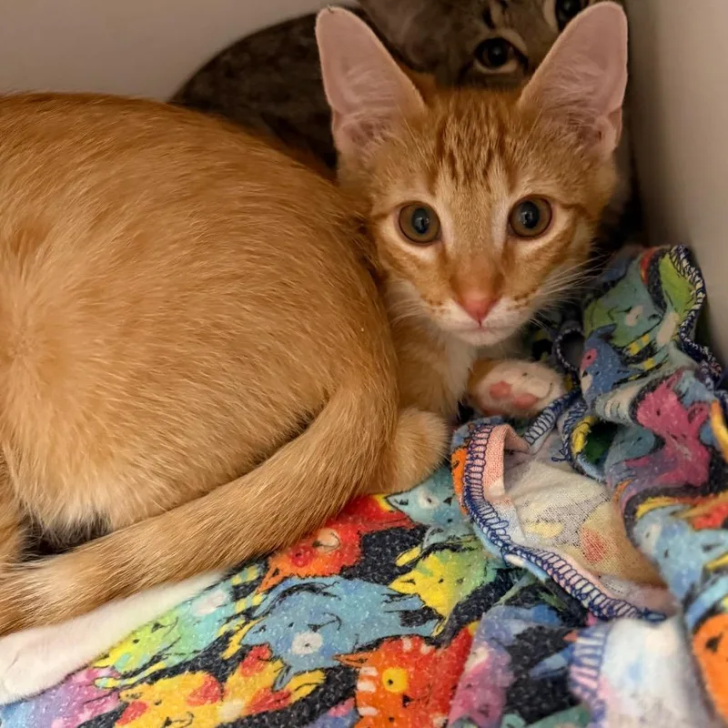 A baby small-sized male Orange / Red Domestic Short Hair cat named Folk for adoption in Kanab, UT