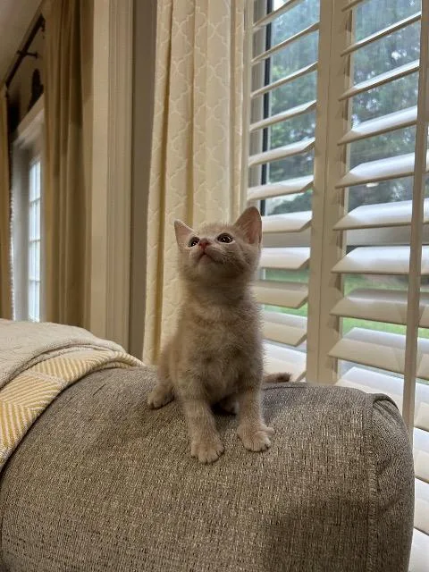 A baby medium-sized male Domestic Short Hair cat named Teddy for adoption in Johnson City, TN