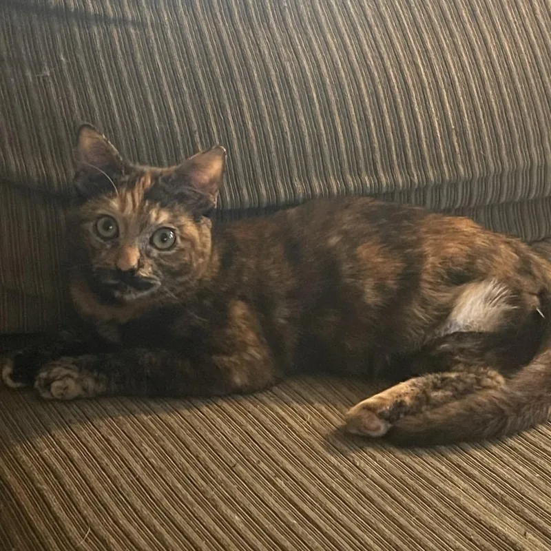 Peg Leg Sue thumbnail 2