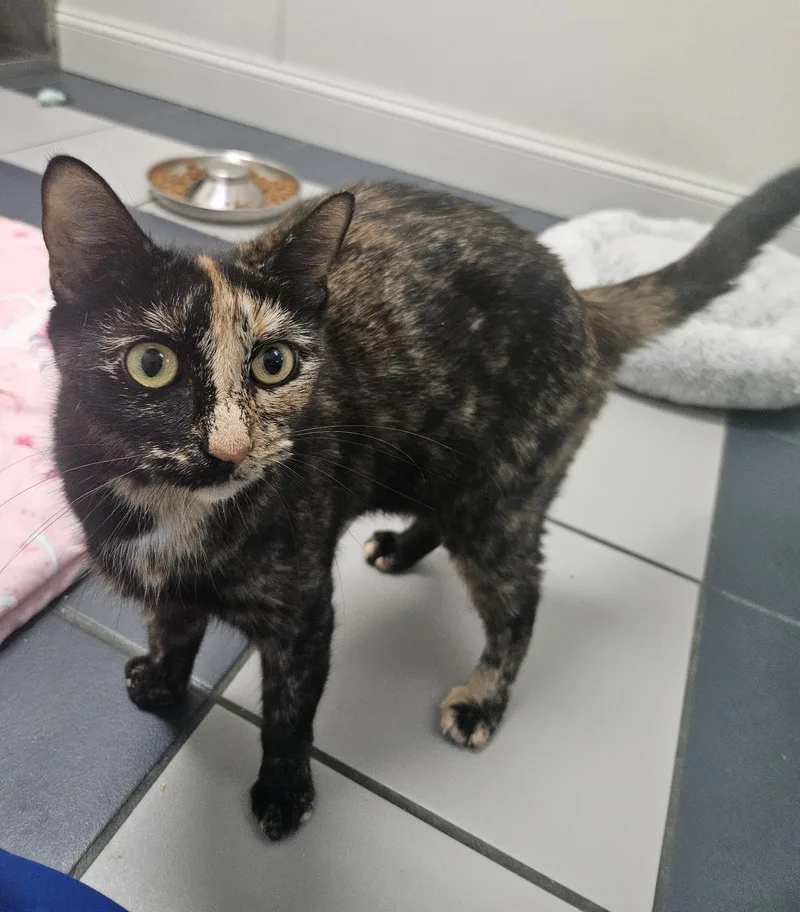 A young medium-sized female Tortoiseshell Domestic Short Hair cat named June Bug for adoption in Fall River, MA