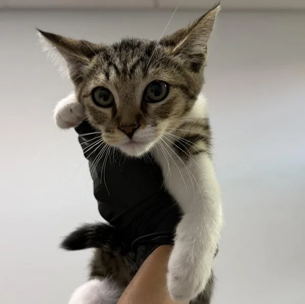 A baby small-sized female Domestic Short Hair cat named Jelly for adoption in San Diego, CA