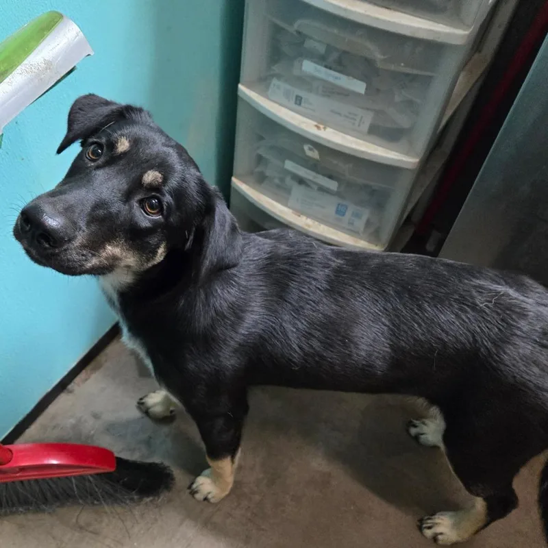 A young medium-sized female Tricolor (Brown, Black, & White) German Shepherd Dog dog named Lilo for adoption in Graham, TX