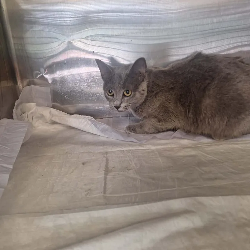 An adult medium-sized female Gray / Blue / Silver Domestic Short Hair cat named Brooklynn for adoption in Madill, OK