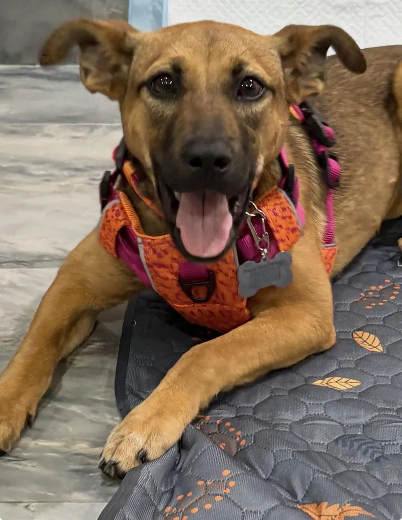 Brooklyn thumbnail 3