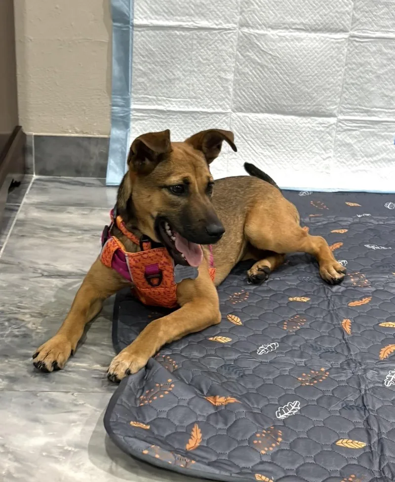 Brooklyn thumbnail 4