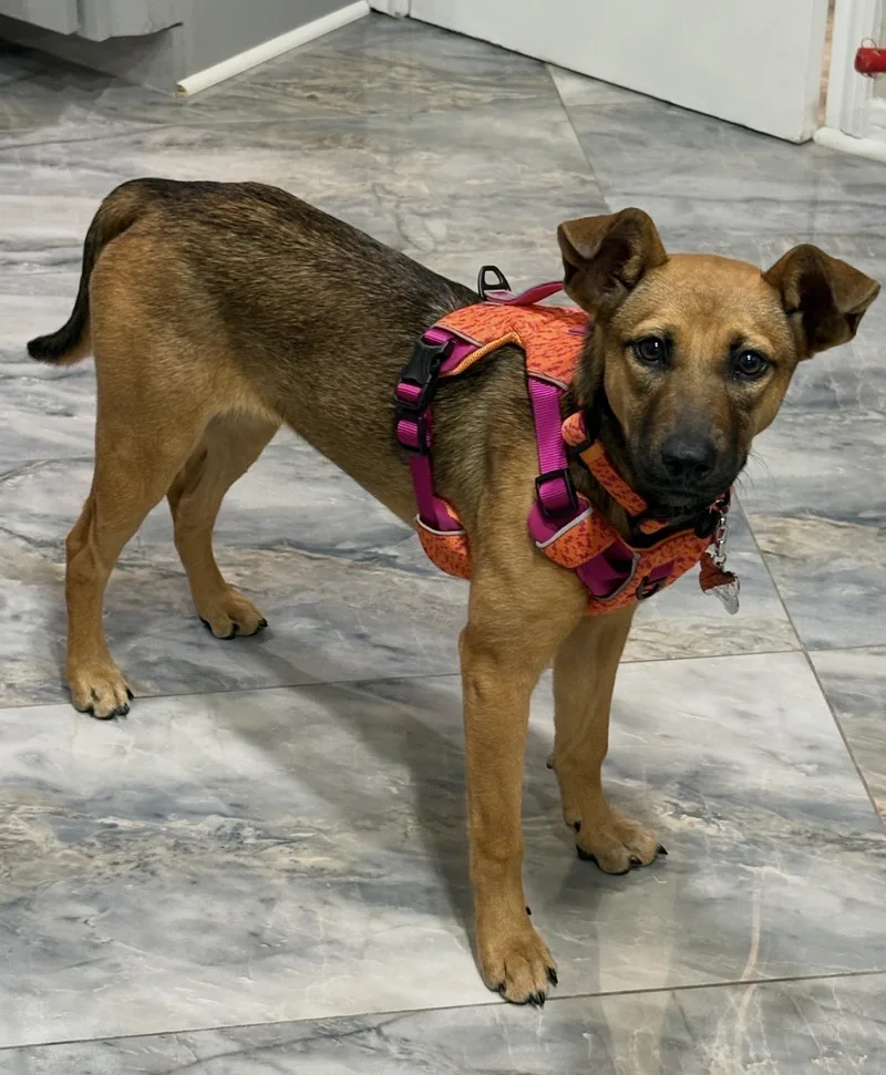 Brooklyn thumbnail 5