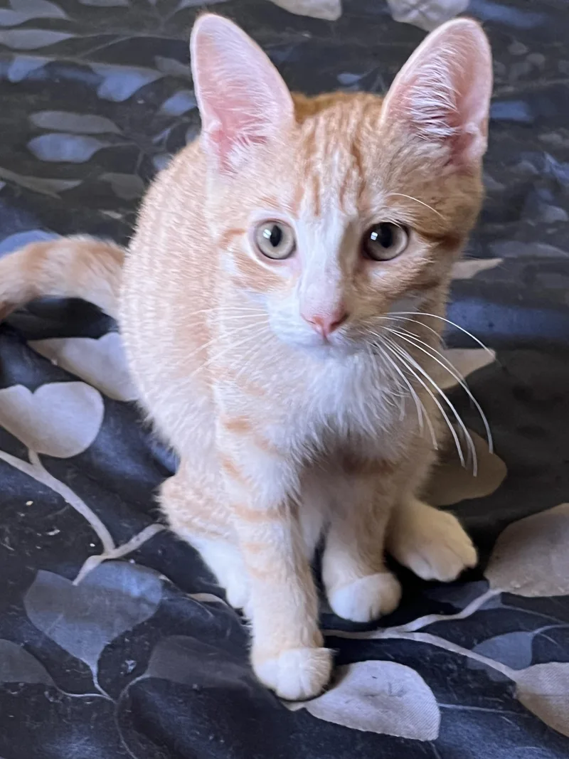 Nala