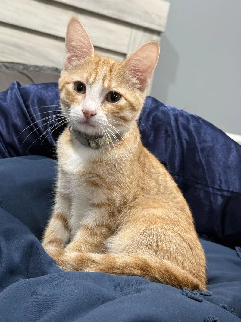 Nala thumbnail 2