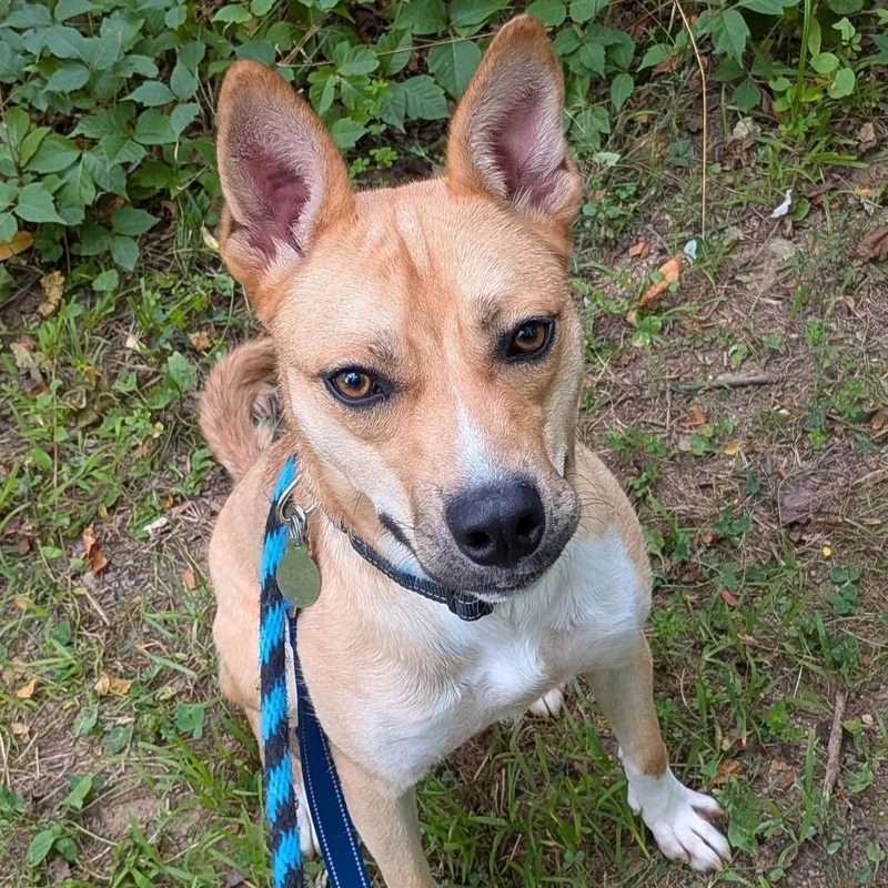 A young medium-sized female Yellow / Tan / Blond / Fawn Cattle Dog dog named Poppy for adoption in Phoenixville, PA