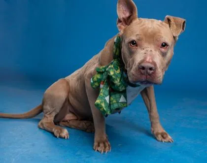 An adult medium-sized female Pit Bull Terrier dog named Leela for adoption in Atlanta, GA