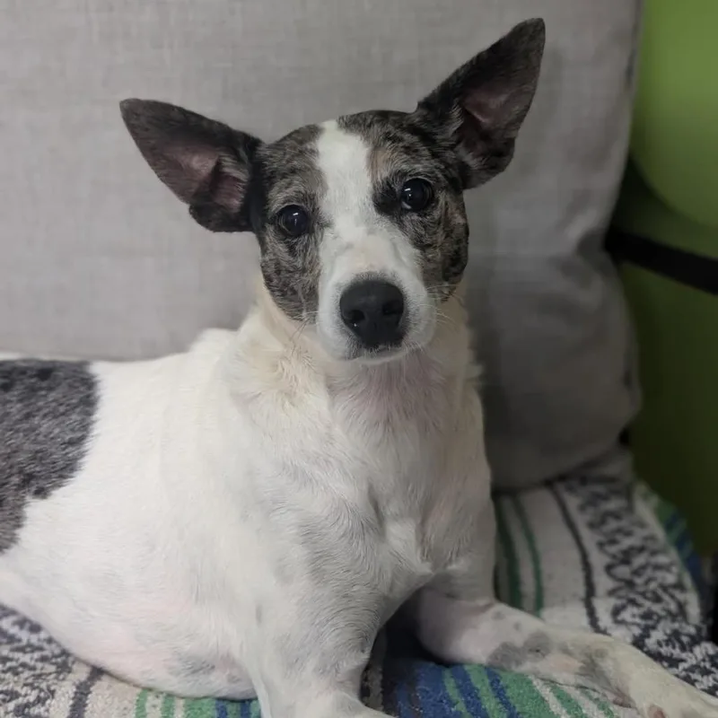 An adult small-sized female White / Cream Mixed Breed dog named Hazel Green for adoption in Brownsboro, AL