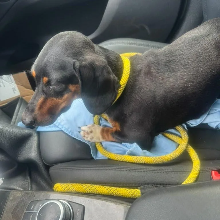 A young small-sized female Bicolor Dachshund dog named Muneca for adoption in Miami, FL