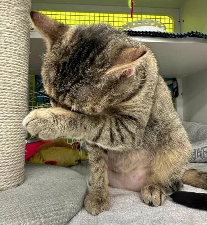 An adult medium-sized female Brown / Chocolate Domestic Short Hair cat named Bastet for adoption in Kansas City, MO