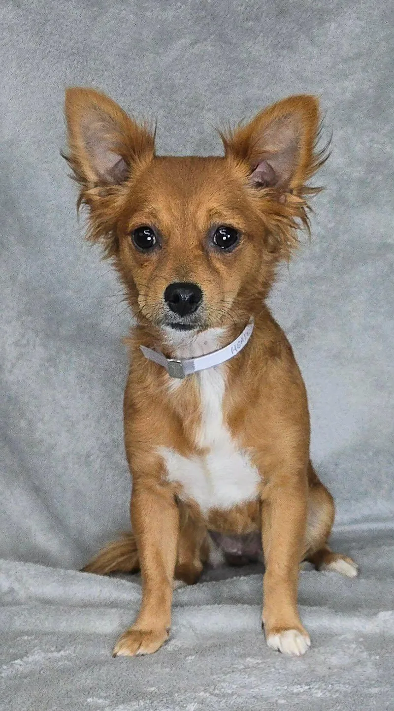 A young small-sized female Brown / Chocolate Chihuahua dog named Heather for adoption in Newport, TN