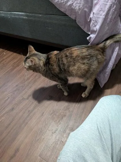 An adult small-sized female Domestic Short Hair cat named Bertie for adoption in Fort Worth, TX