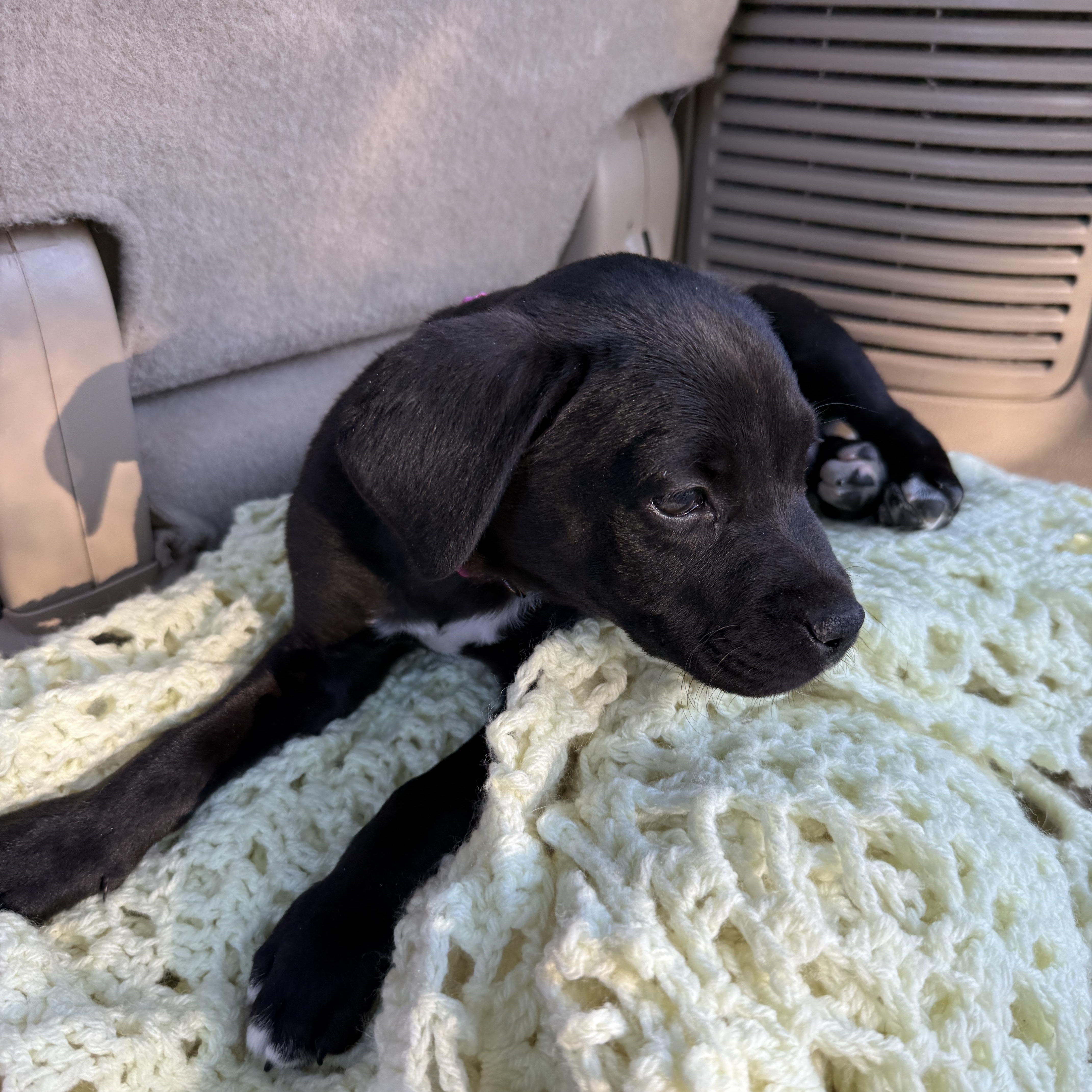 Remington thumbnail 2