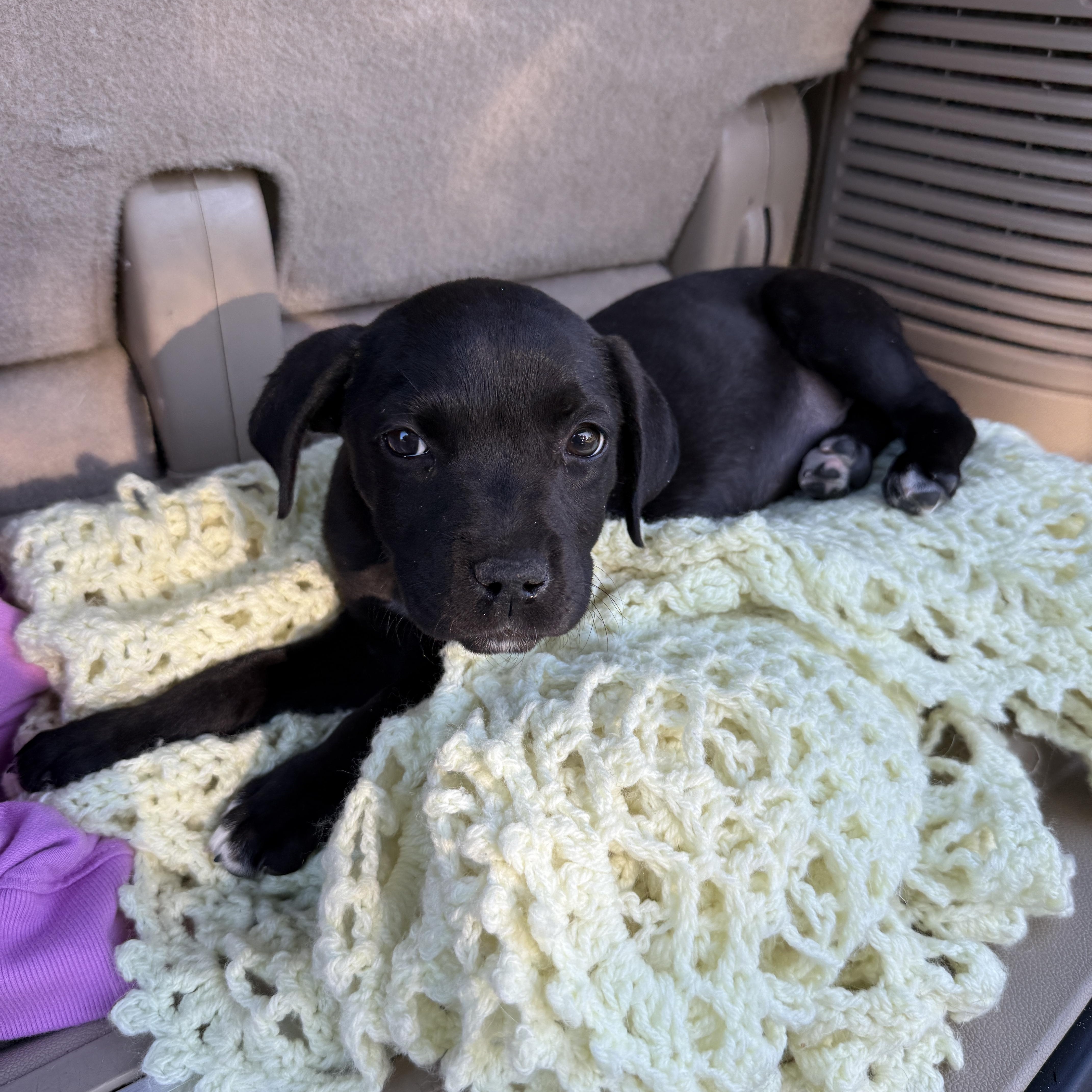 Remington thumbnail 3