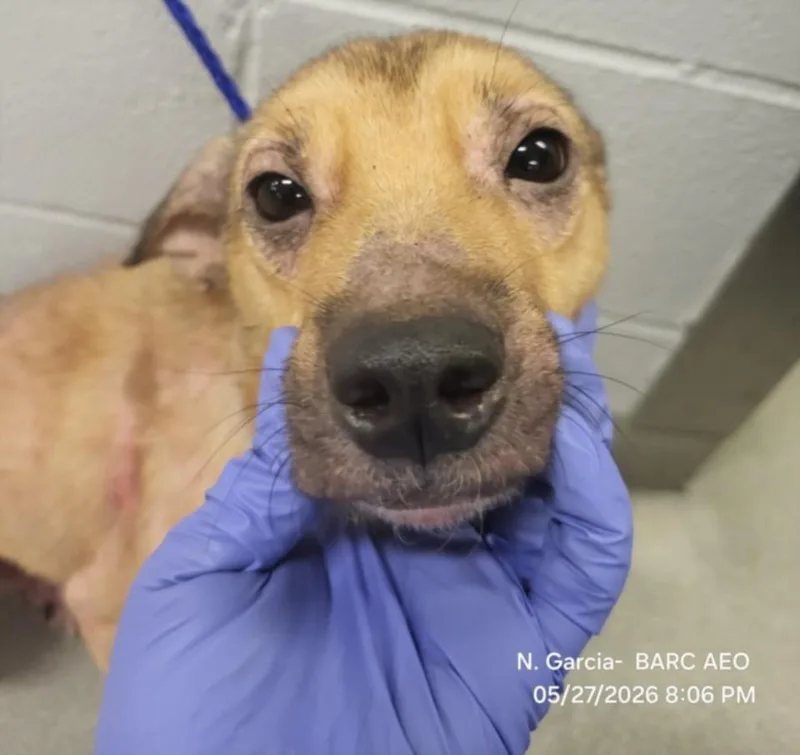 A young small-sized female Chihuahua dog named Brownie for adoption in Houston, TX