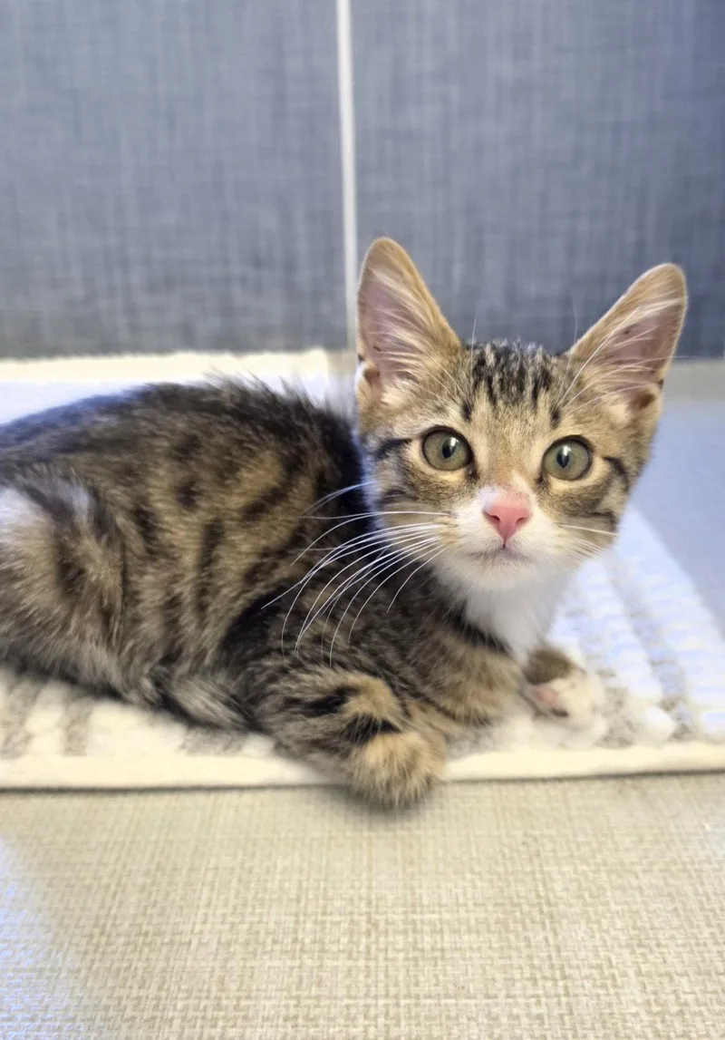 A baby medium-sized male Tabby cat named Kai for adoption in Campbell, CA