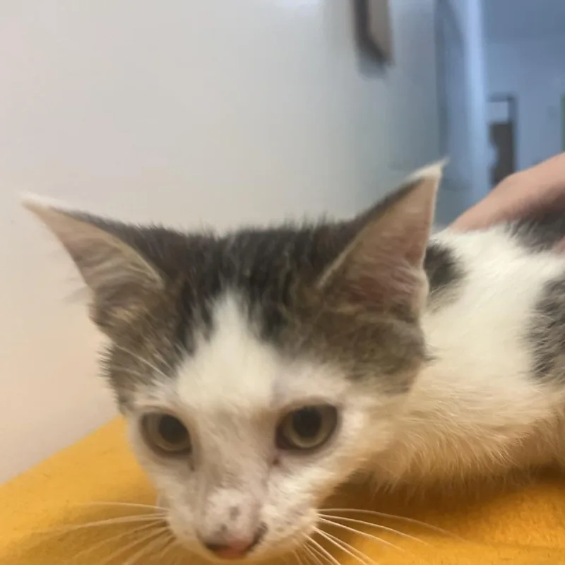 A baby small-sized male White Domestic Short Hair cat named Cardamom for adoption in Albert Lea, MN