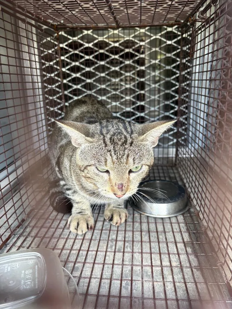 A young medium-sized male Domestic Short Hair cat named Slugger for adoption in New Braunfels, TX