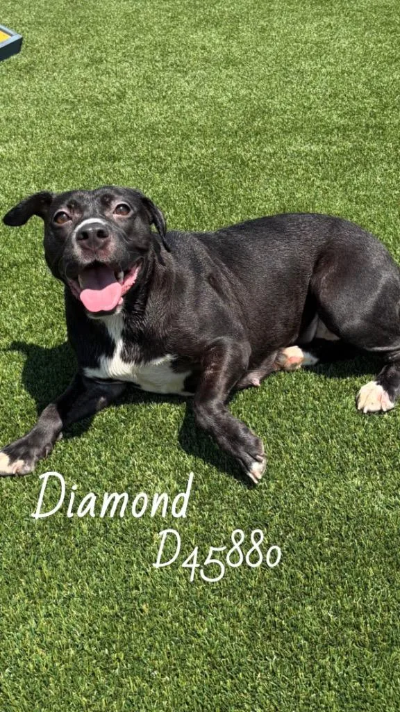 Diamond Jackson thumbnail 2