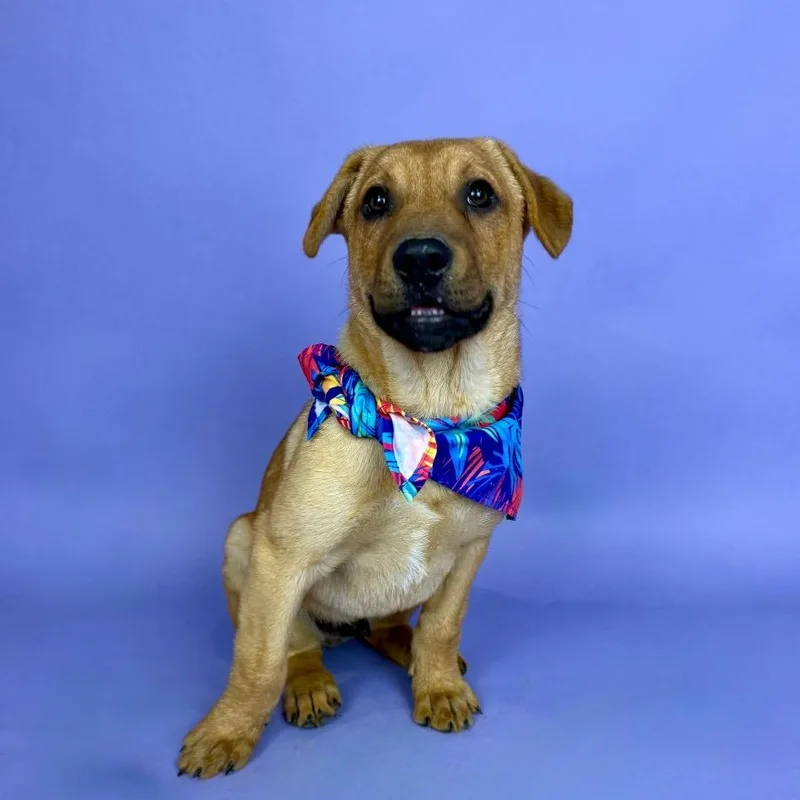 A baby medium-sized male Yellow / Tan / Blond / Fawn German Shepherd Dog dog named Galveston for adoption in Alvin, TX