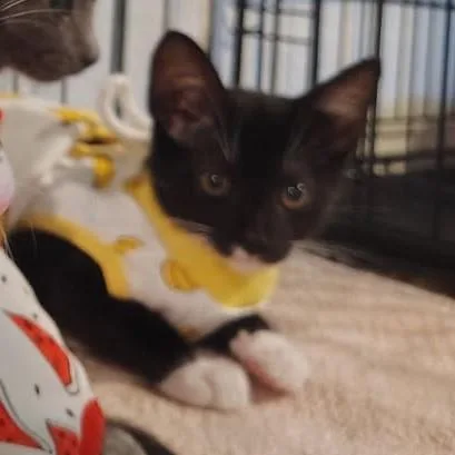 A baby medium-sized male Domestic Short Hair cat named Providence for adoption in Lincoln, CA