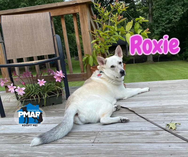 Roxie thumbnail 5