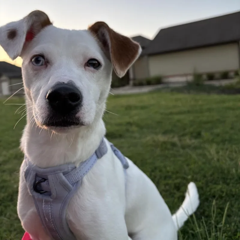 An adult small-sized male White / Cream Jack Russell Terrier dog named Penelope for adoption in New Orleans, LA