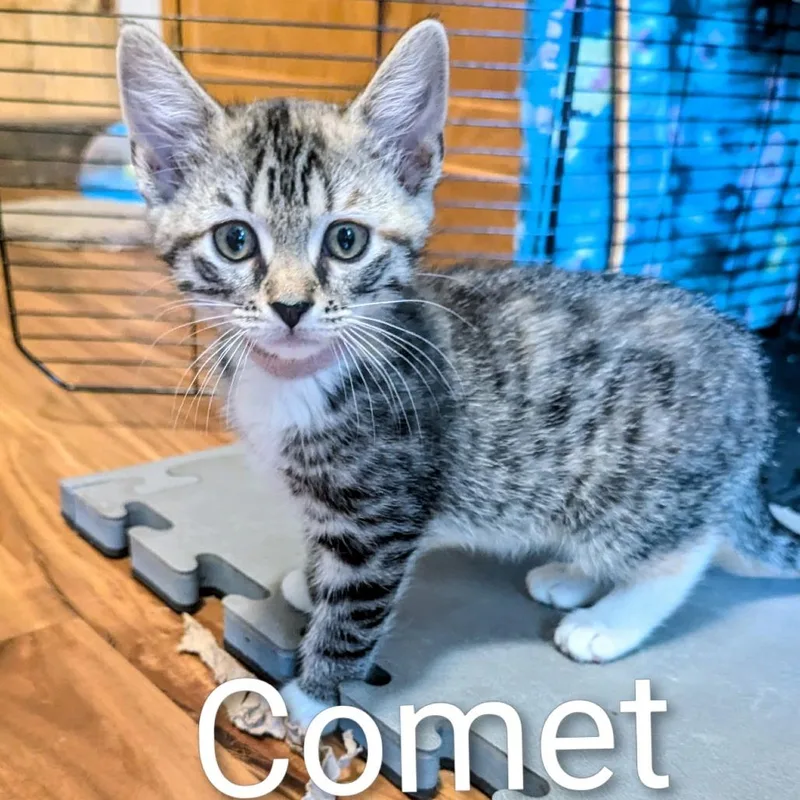 A baby small-sized female Brown / Chocolate Domestic Medium Hair cat named Comet for adoption in Ashland, VA