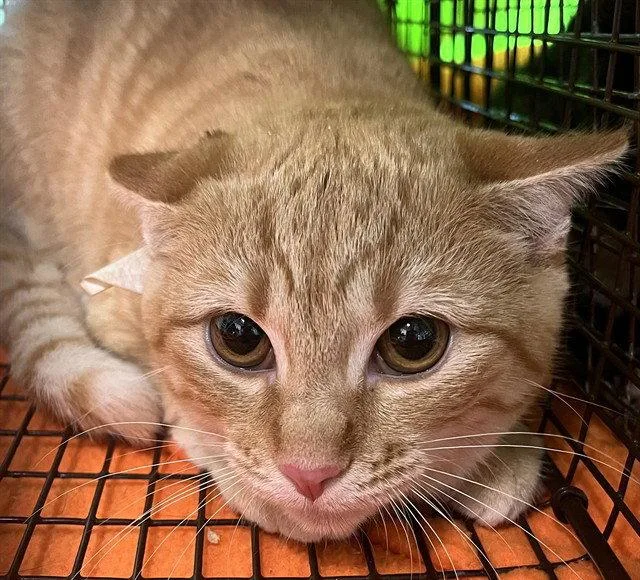 A young small-sized female Domestic Short Hair cat named Nancy for adoption in Tavares, FL