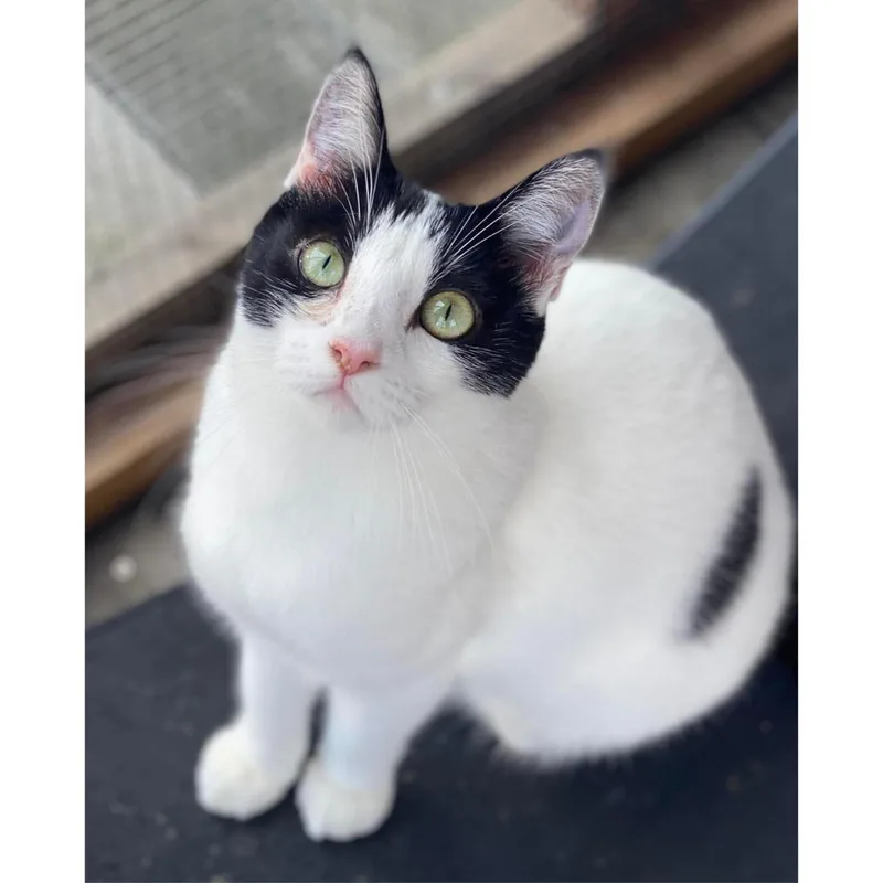 Cassolette thumbnail 4