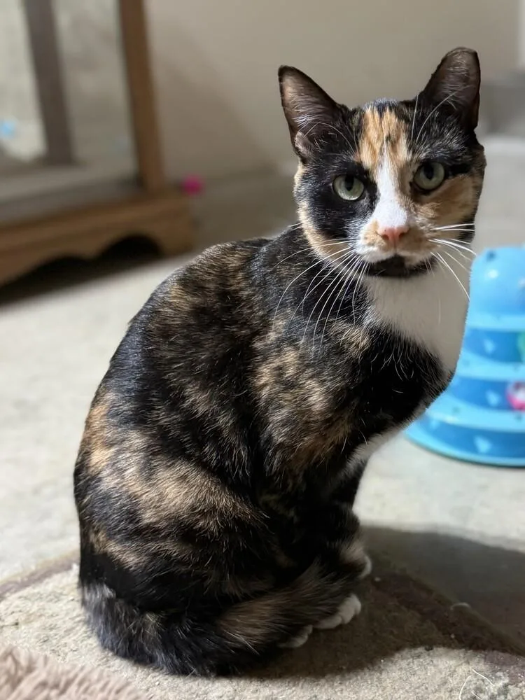 Bella