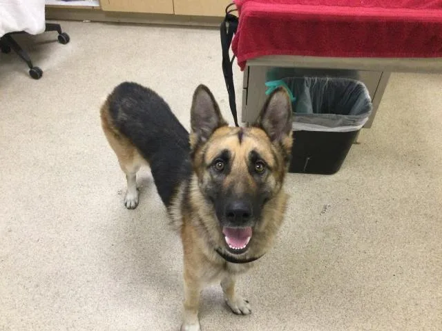 An adult large-sized male German Shepherd Dog dog named Stack for adoption in Riverside, CA