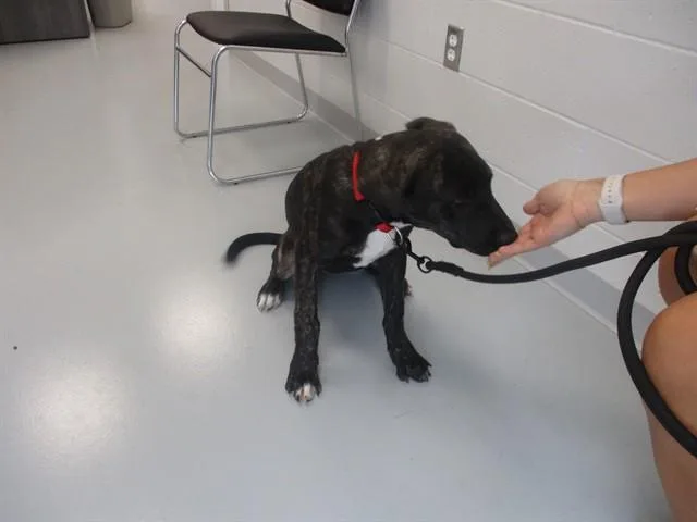 A young medium-sized male Pit Bull Terrier dog named Maverick for adoption in Ocala, FL
