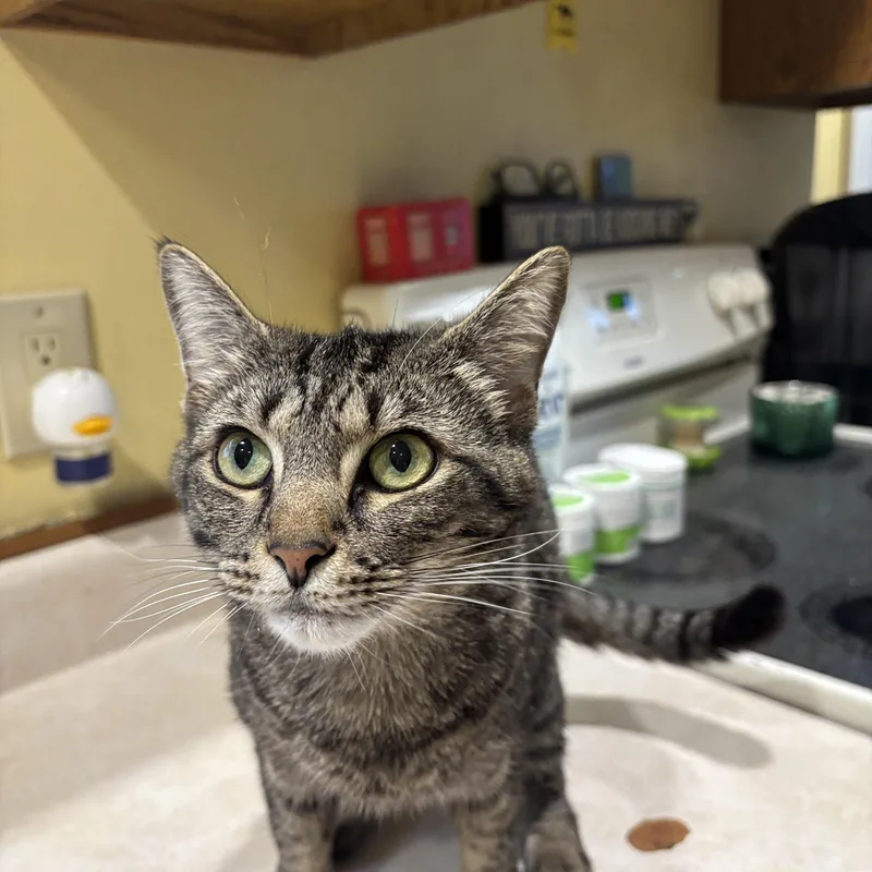 A baby small-sized female Tabby cat named Carla for adoption in Melrose, MA